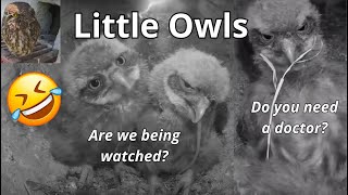 Cute & Funny Little Owls 'The Kuvik Family'   Season 2024