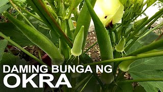 DAMING BUNGA NG OKRA NA HARVEST