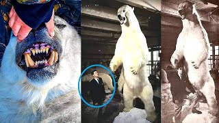 Biggest Polar Bear Ever Recorded – You Won’t Believe Its Size!