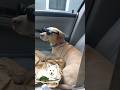 GOPHER A RIDE!!! #dog #dogs #turtle #gophers #funny #funnymoments #carride #puppy #animals #love
