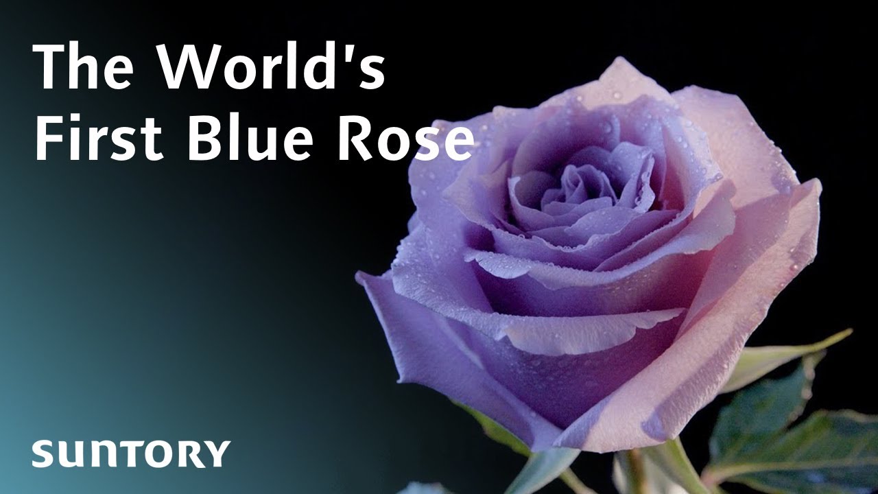 Development of the World's First Blue Rose - YouTube