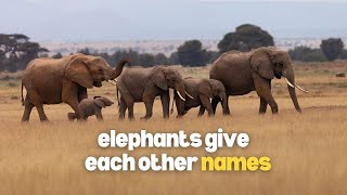 Elephants Call Each Other by Name