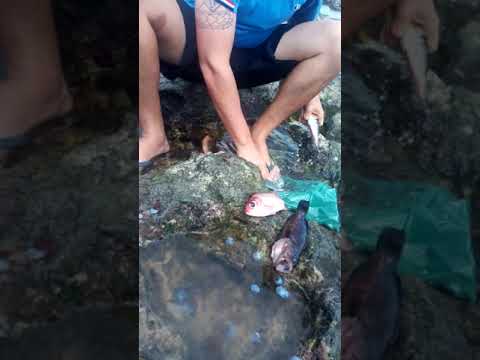 Vídeo: Técnicas de alimentação para o seu tanque de recife de coral