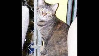 Hillside SPCA Cat Crisis!
