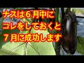 【ナス】６月が終わるまでに、これだけはしておいてください。葉が茂って、花が咲いて、実がなって、そこからどうしたら良いか分からない方に向けてお伝えします。