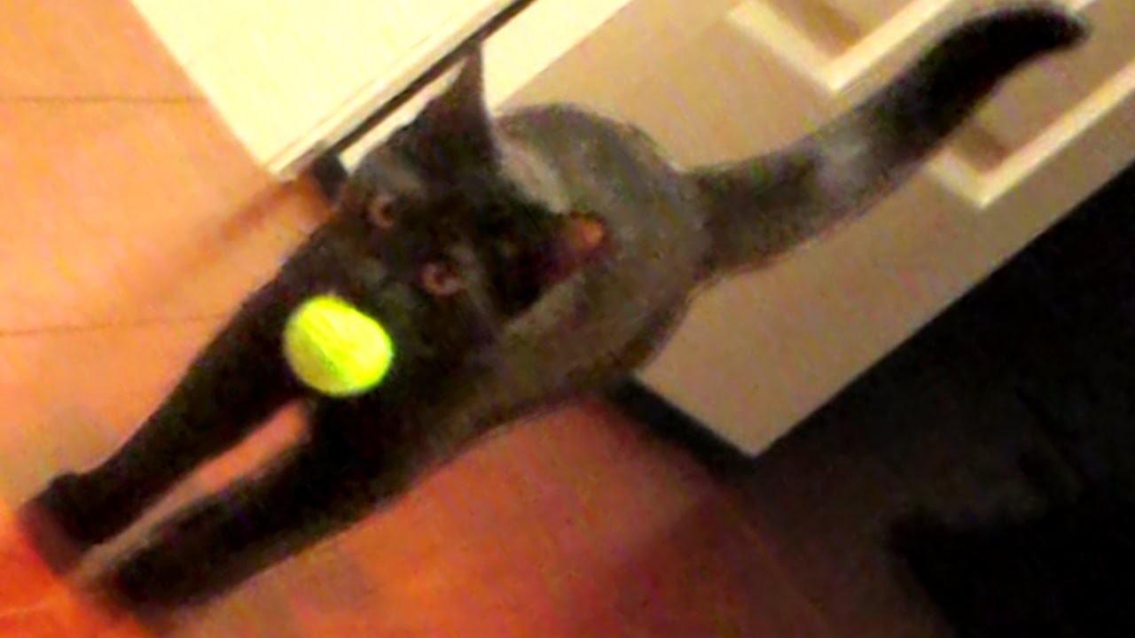 CAT PLAYS FETCH! YouTube