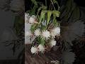 Brahma Kamalam Flower🪷 Queen of the night blooms #flowers #shortvideo #music #brahmakamalam #travel
