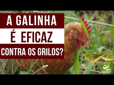 A galinha é realmente eficaz contra os grilos?