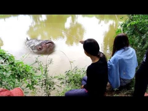 Beautiful Girl Fishing - AMAZING Net Fishing - Cambodia Traditional Fishing ( Part 130)