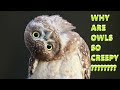 Why are owls so creepy head bobbing