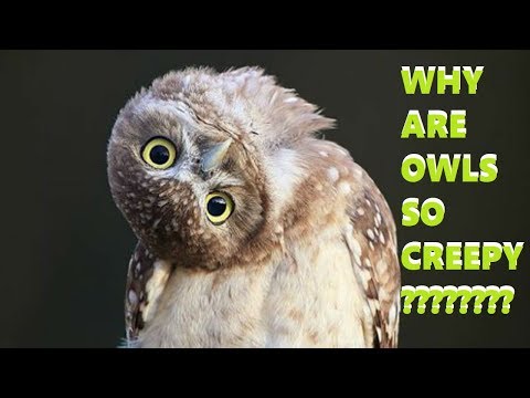 why-are-owls-so-creepy:-head-bobbing