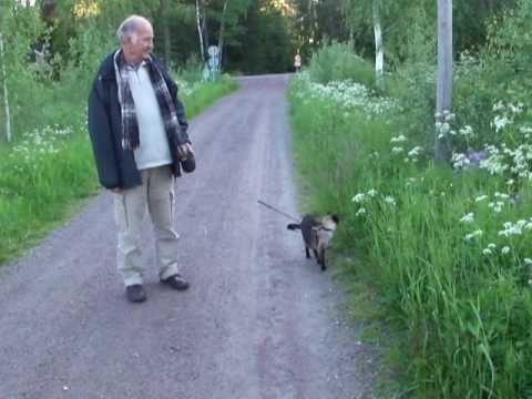 Walking with our cat. Writer Junte Lohman from the...