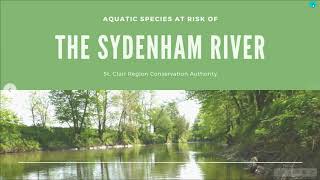 Aquatic Species at Risk of the Sydenham River & their Critical Habitat