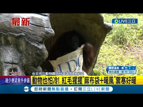 動物也怕冷！ 紅毛猩猩"麻布袋+暖風"禦寒好暖 動物園保暖全攻略 靈長類動物外出先喝"薑茶"暖身｜記者 柯佩瑄 李汶諭｜【萌寵54來當家】20231217｜三立新聞台