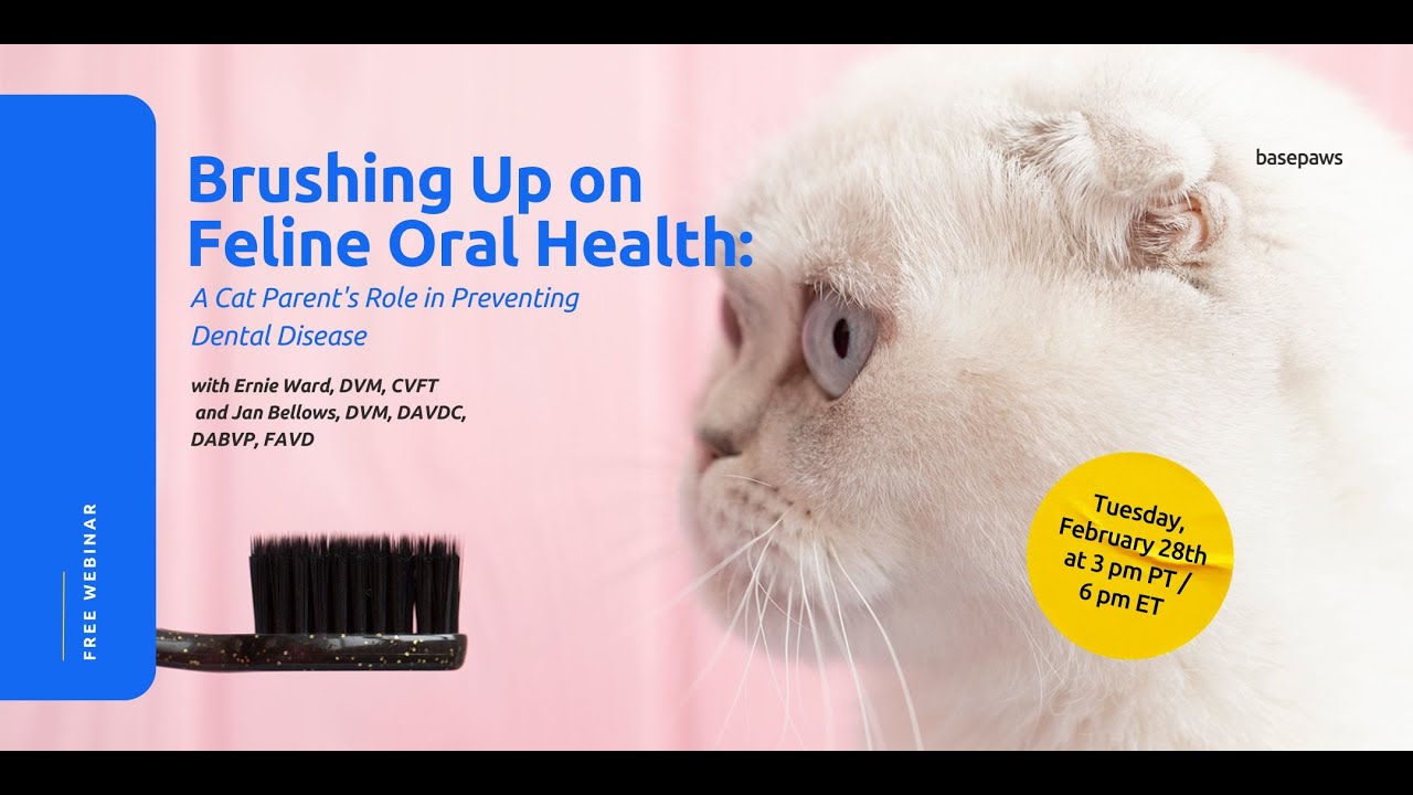 Brushing Up on Feline Oral Health A Cat Parent's Role in Preventing