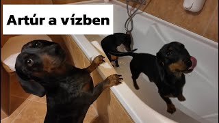 Artúr szállodában FÜRDIK 🤣🐶 Kirándulás a Dunához Merlinnel 🐶 #merlinesarturkalandjai 