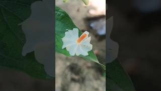 #harsingar #shorts #ytshorts