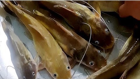 sưu tầm MỒI CÁ LĂNG SIÊU NHẠY không quá 2p là cá ăn/ CHIA SẺ ĐIỂM CÂU cá lăng ở tp/8 vlog