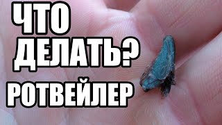 Сломался коготь. Ротвейлер Сломался коготь. Ротвейлер