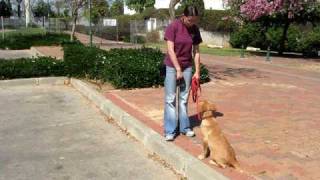 Orit Zangvil - Dog Trainer