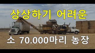 70'000 마리 소를 키우는 농장. Kansas cattle farm