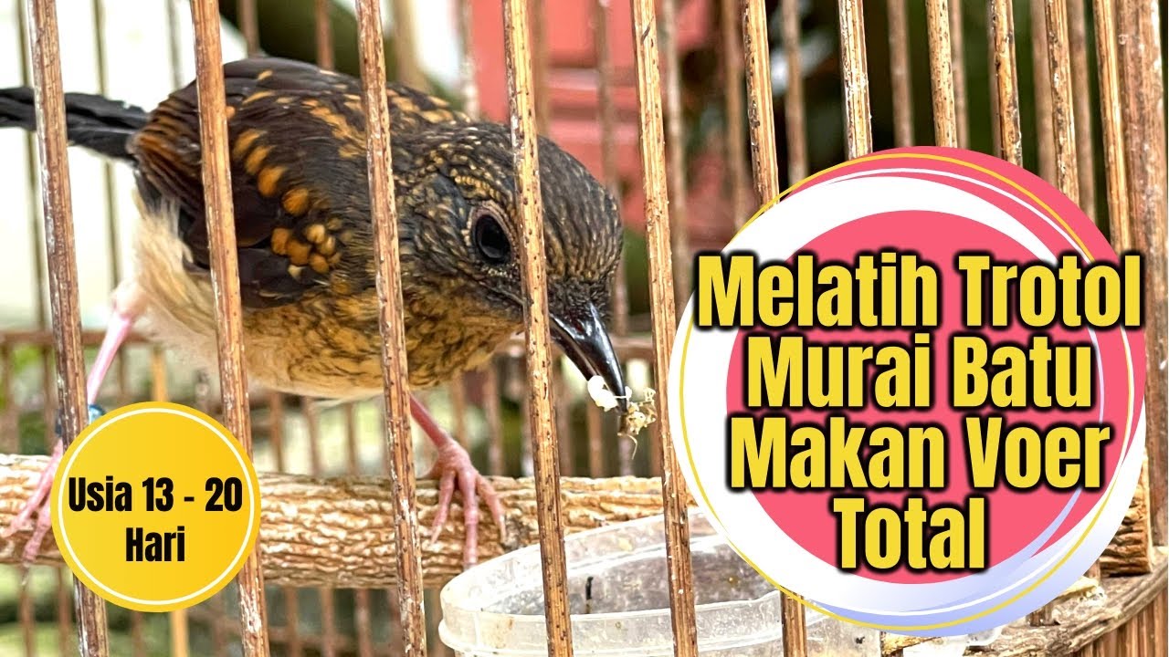 Cara Paling Ampuh Melatih Trotol Murai Batu Makan Voer Total