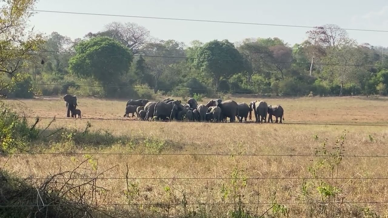 Sokoke Wildlife Clips | Rare Wildlife Encounters