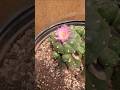 L.Jourdaniana in Bloom #cactus #garden #zigziglostwoods