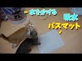 吸水バスマットに水をこぼしてみたら、 にゃんこビックリ！？【すずとコテツ】