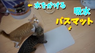 吸水バスマットに水をこぼしてみたら、 にゃんこビックリ！？【すずとコテツ】