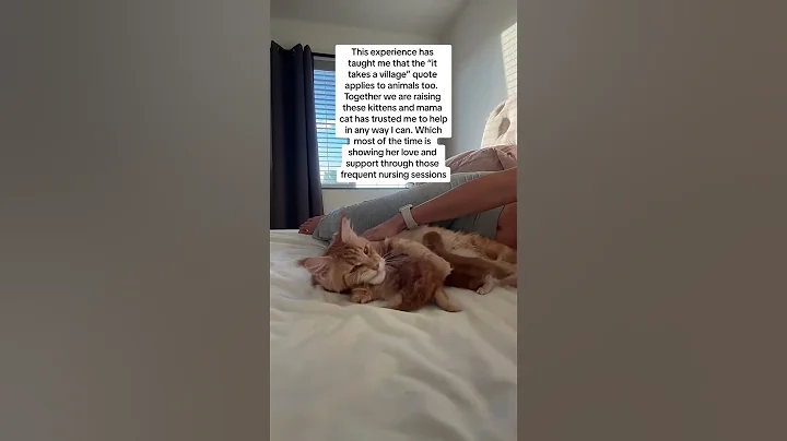 Watch the video about So much love for my Honey girl #mainecoon #kitten #kittens #mainecoonkitten