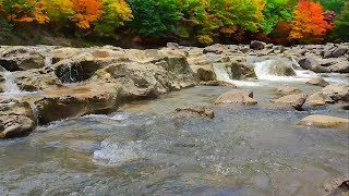 Beautiful forest sounds, bird sounds, soothing stream sounds, nature sounds