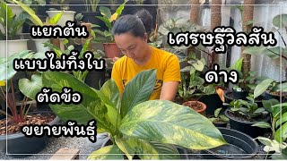 Dieffenbachia variegated propagation, ขยายพันธุ์วิลสันด่าง รากมาเร็ว ไม่ทิ้งใบ | สวนอุ่นดิน