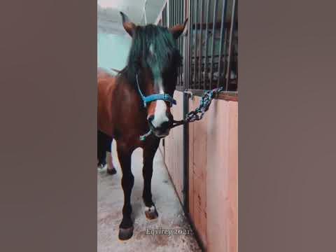 Сколько стоит живая лошадь