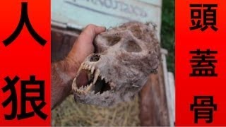 【閲覧注意】【UMA】オオカミ男の頭蓋骨を発見? ブルガリア 狼男症候群 検索動画26 【閲覧注意】【UMA】オオカミ男の頭蓋骨を発見? ブルガリア 狼男症候群 検索動画 26