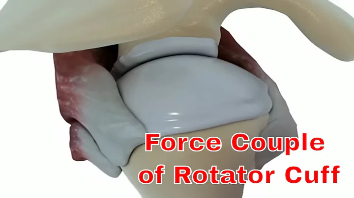 Shoulder muscle; Force couple of rotator cuff