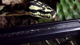 Celebrity Jesse My Jungle Pythons, New Bigger Enclosure Net Worth