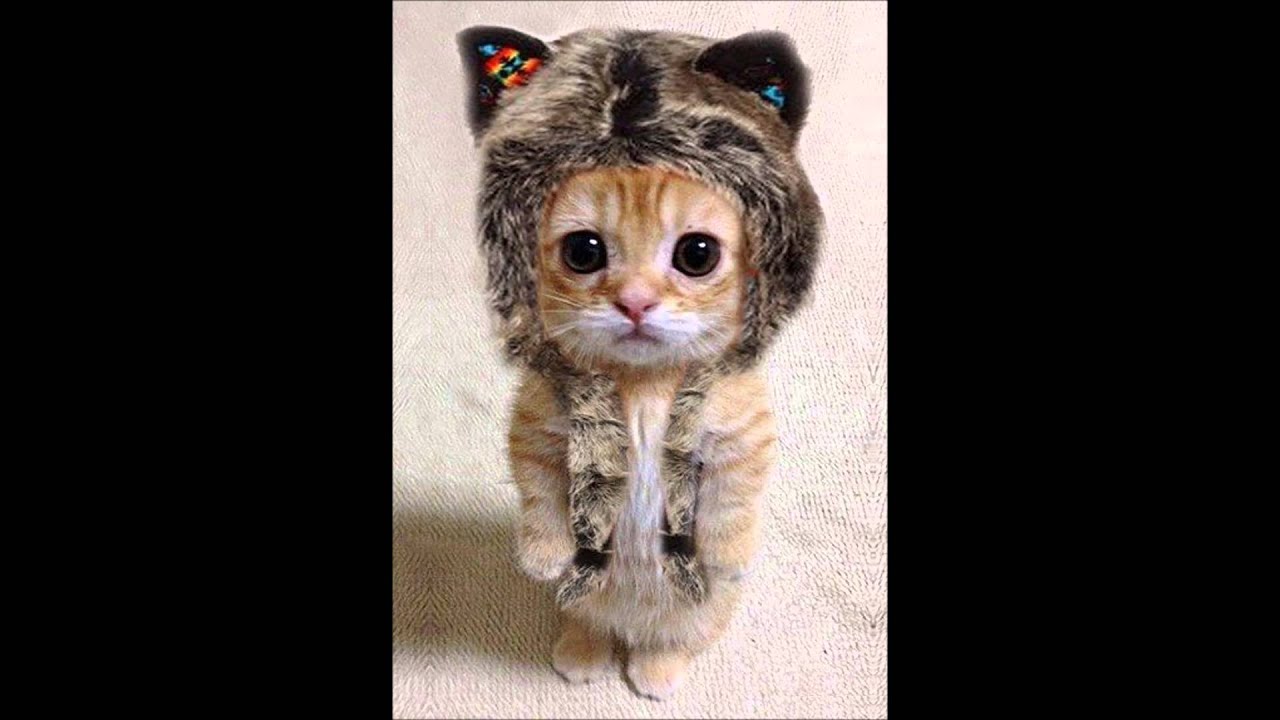 猫 かぶる猫 何かをかぶっている ネコをあつめてみました1 Youtube