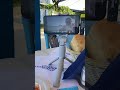 Samos bayramdan önce geldik