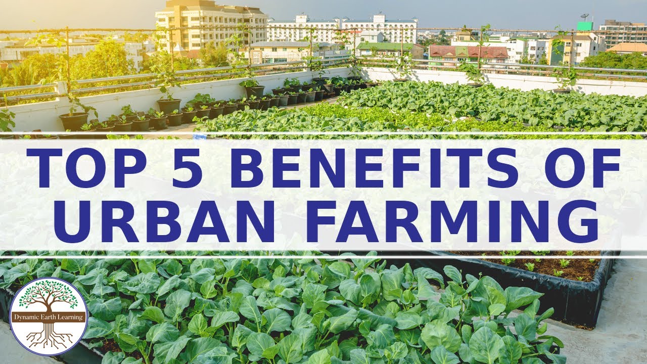 New Top 5 Benefits of Urban Farming Explainer Video
