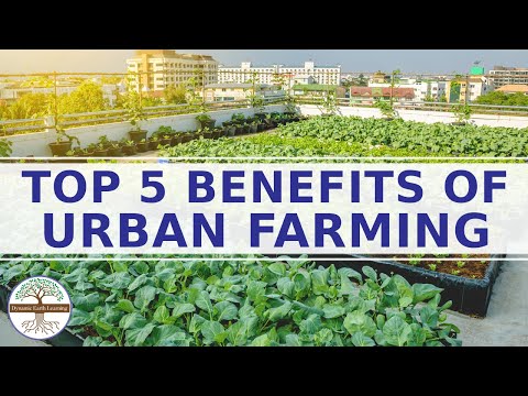 Video: What Is Urban Agriculture: Learn About Benefits Of Urban Agriculture