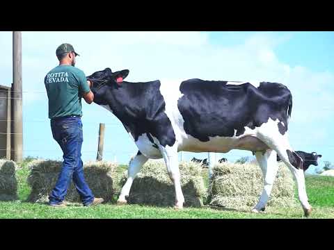 LOTE 50 DELETOPI ELEONORA 561 KOUFAX