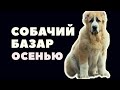 Собачий рынок // Ит базар 🔥 Алматы 15.11.20