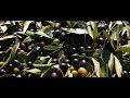 Olive Harvest - NYU Florence