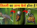 तितली का जीवन चक्र | Larva Butterfly Life Cycle Video | Titli Kaise Paida Hoti Hai