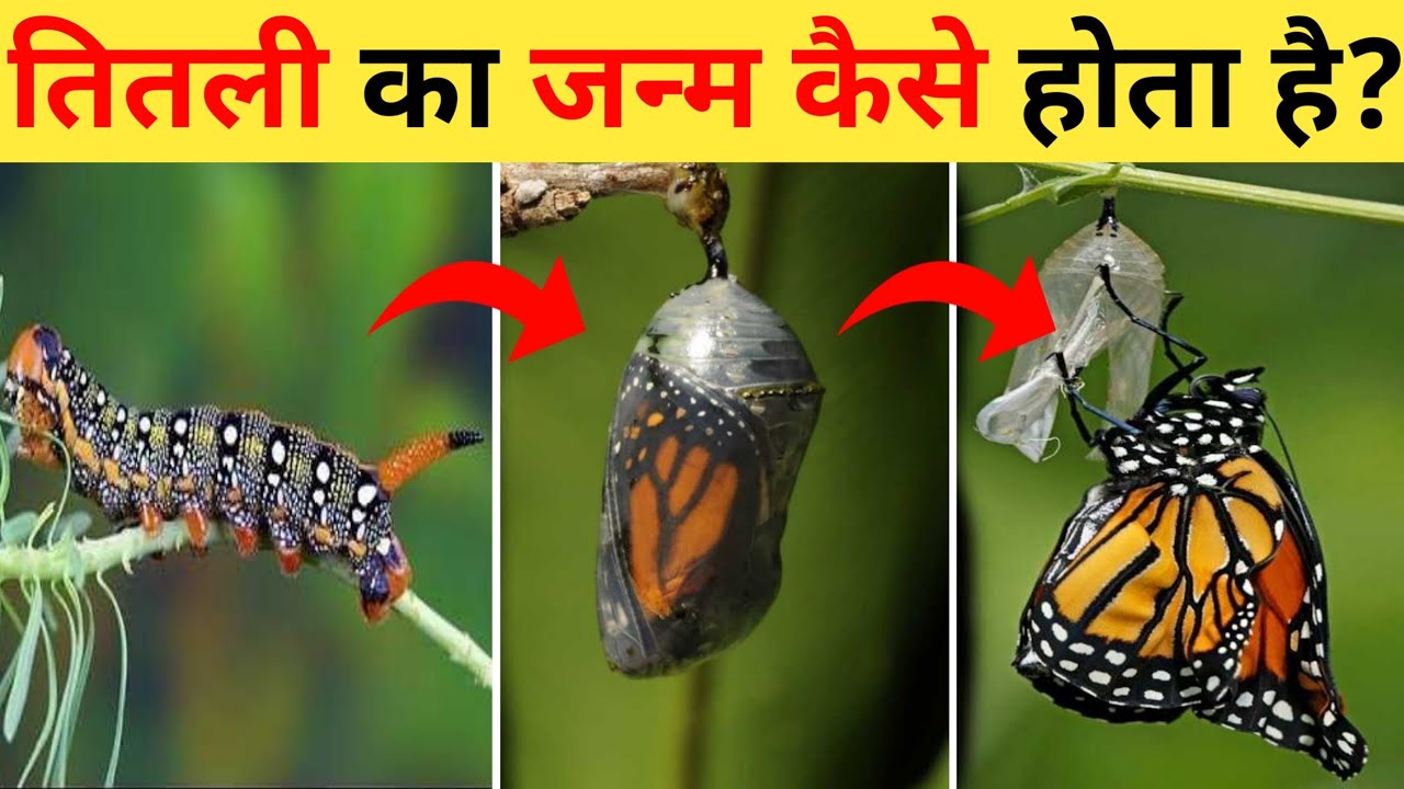 Titli Insect तितली का जीवन चक्र | Larva Butterfly Life Cycle Video | Titli Kaise ...
