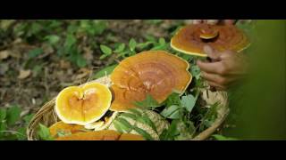 GANODERMAstory™ History, Life and Benefits of the KING of HERBS