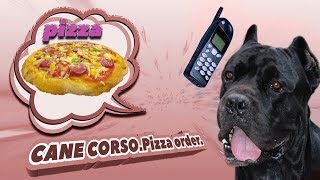 Собака кане корсо любит пиццу. #canecorso Собака кане корсо любит пиццу. #canecorso