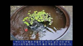 부산시립박물관 비오는 연잎풍경