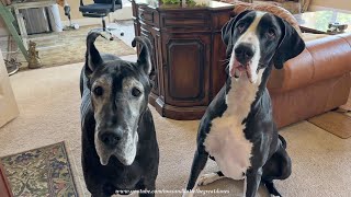 Funny Great Danes & Cat Patiently Sit In Front of the Cookie Cabinet